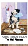 ROYAL PJS44 PBN JR SM THE MAIL MENACE