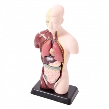 EDUTOYS MK 027 TORSO HUMANO 27 CM 8 PIEZAS